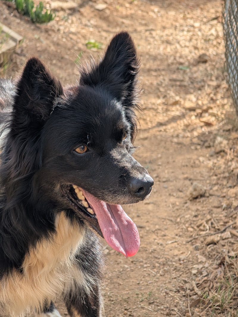 Fergus