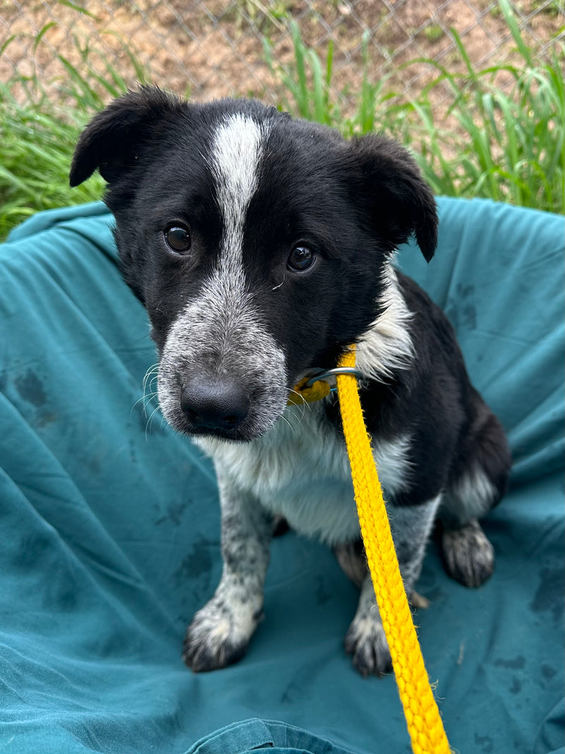 MAAW Animal Shelter Castlemaine | MAAW Op Shop Empawrium (Mt Alexander ...