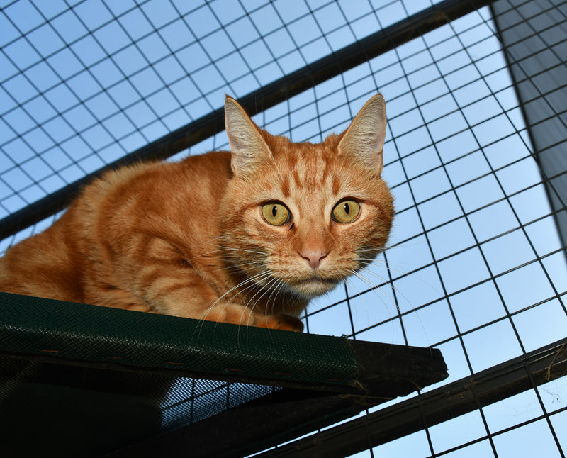 Seamus